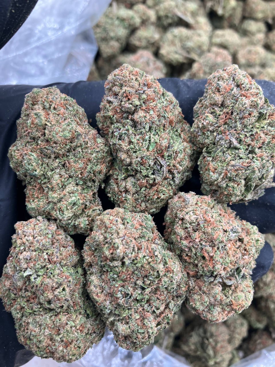 Divine Gelato