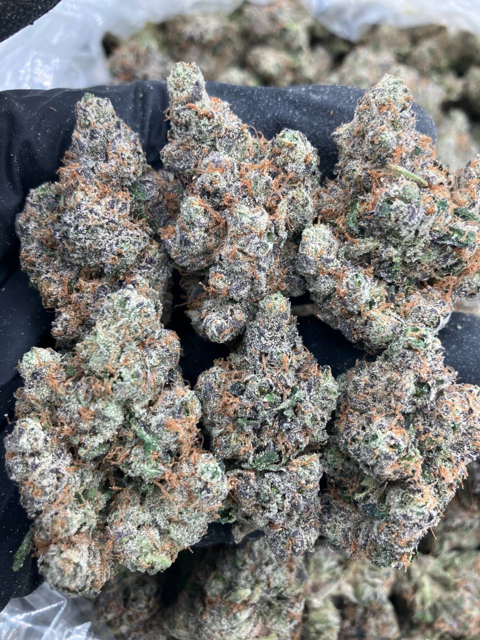 Dragonfruit Gelato 🐉