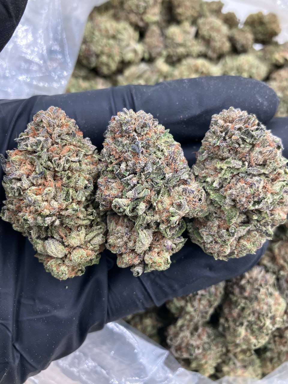 Dosi Sherbet