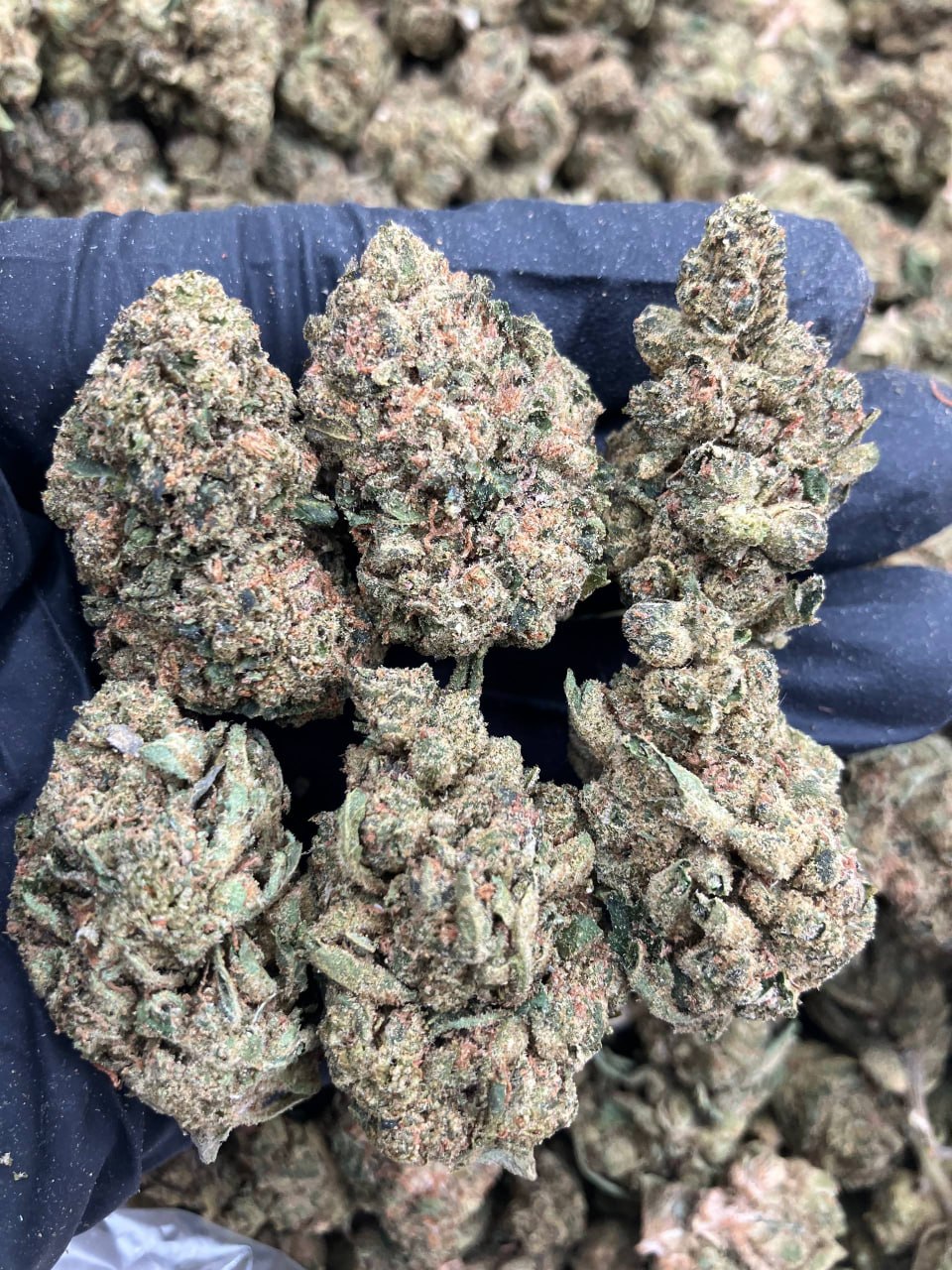 Dynamite O.G