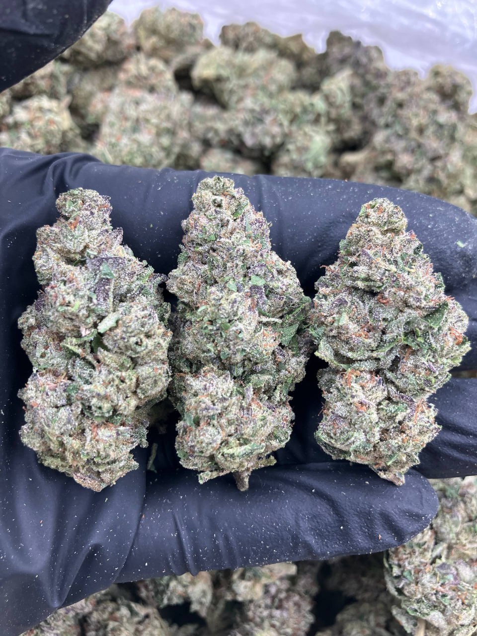 Frosted Gelato