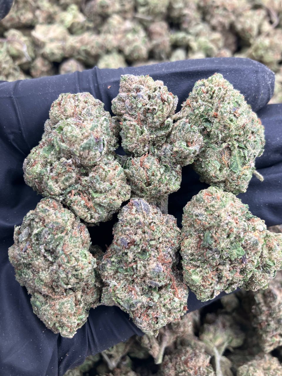 Frosted Guava