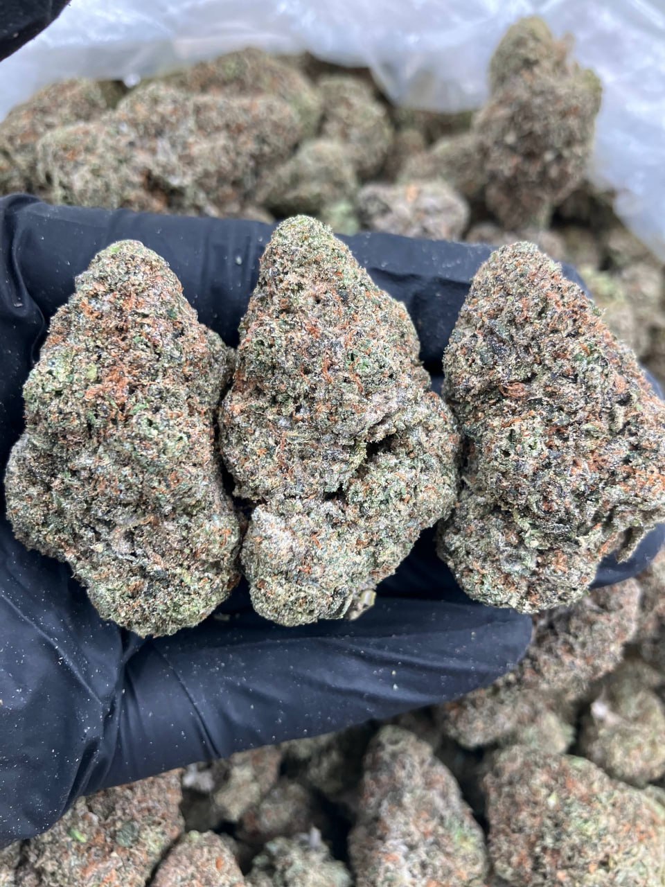 Frozen Gelato