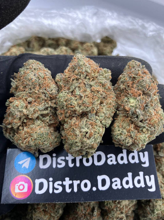 🧄Garlotti