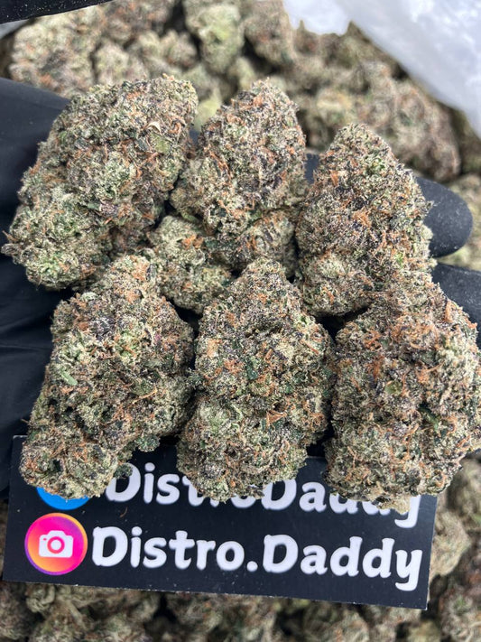 Gelato x K13