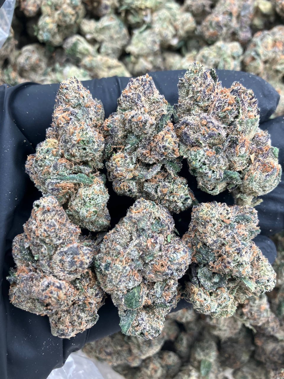 Gelato #33 x Skittlez