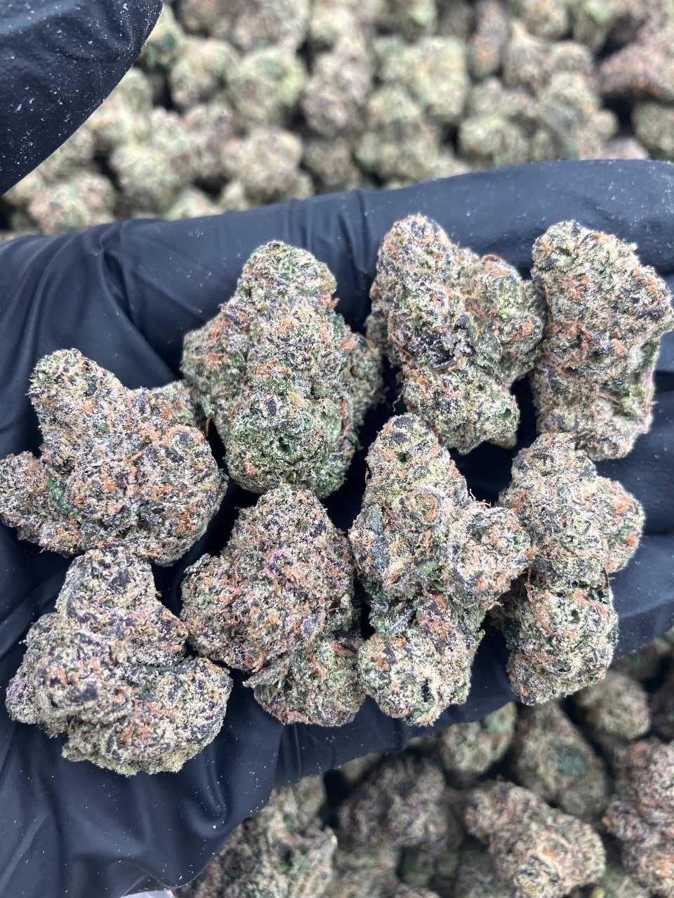 Gelato Candy