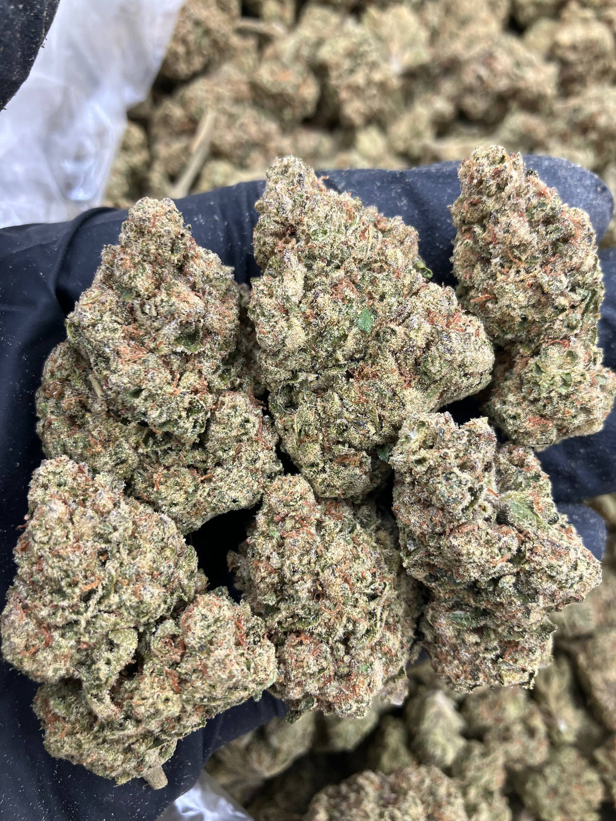 Gelato Frost