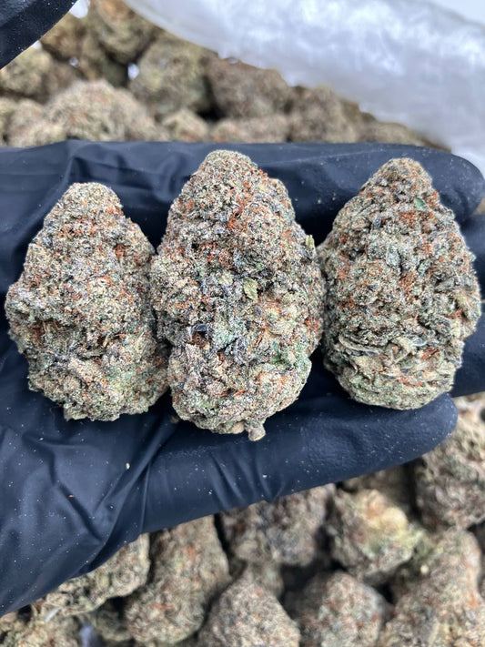 Gelato Fusion 🧬