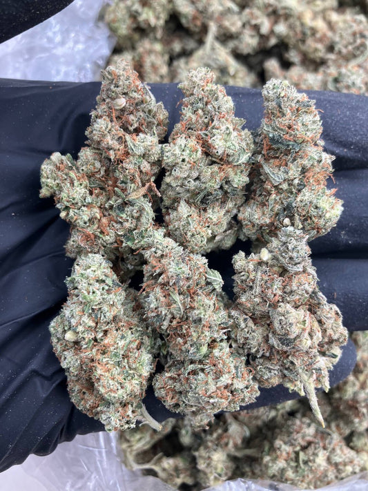 Ghost Glue 👻