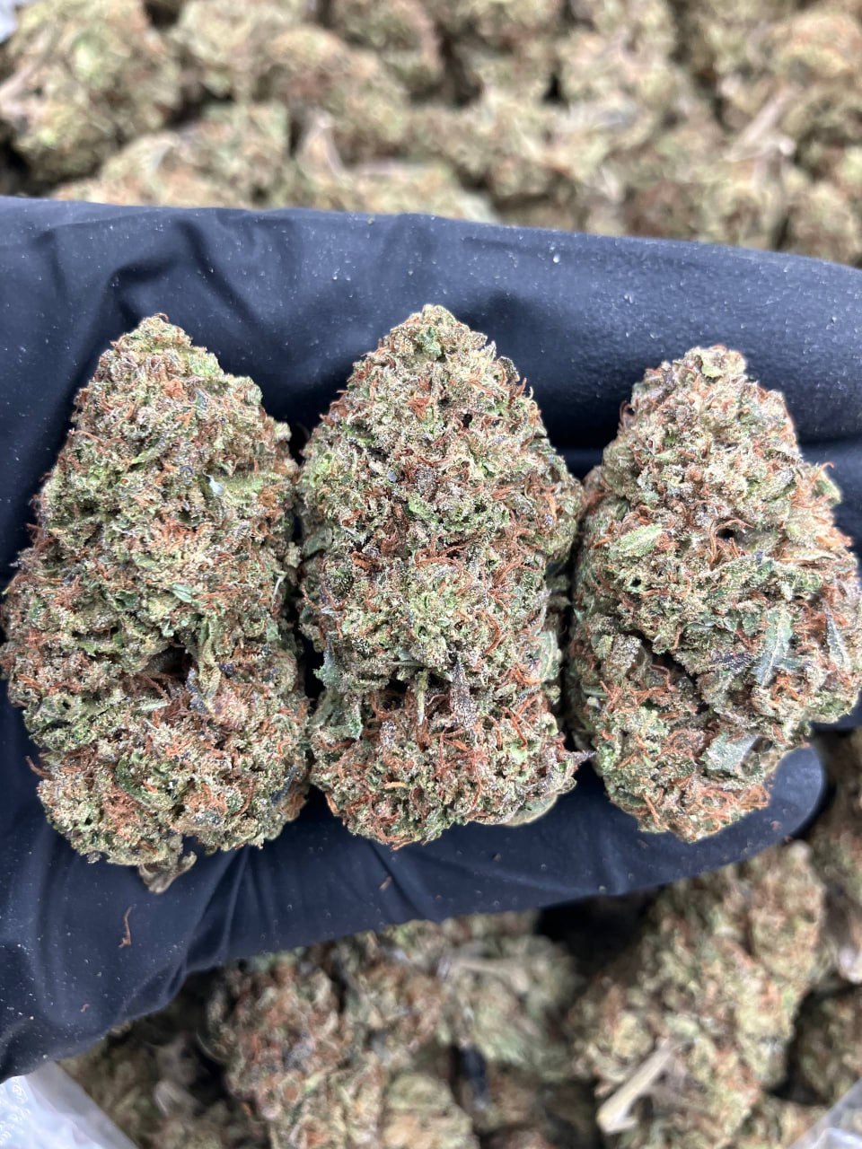 Greencrack x Runtz🧚♂️