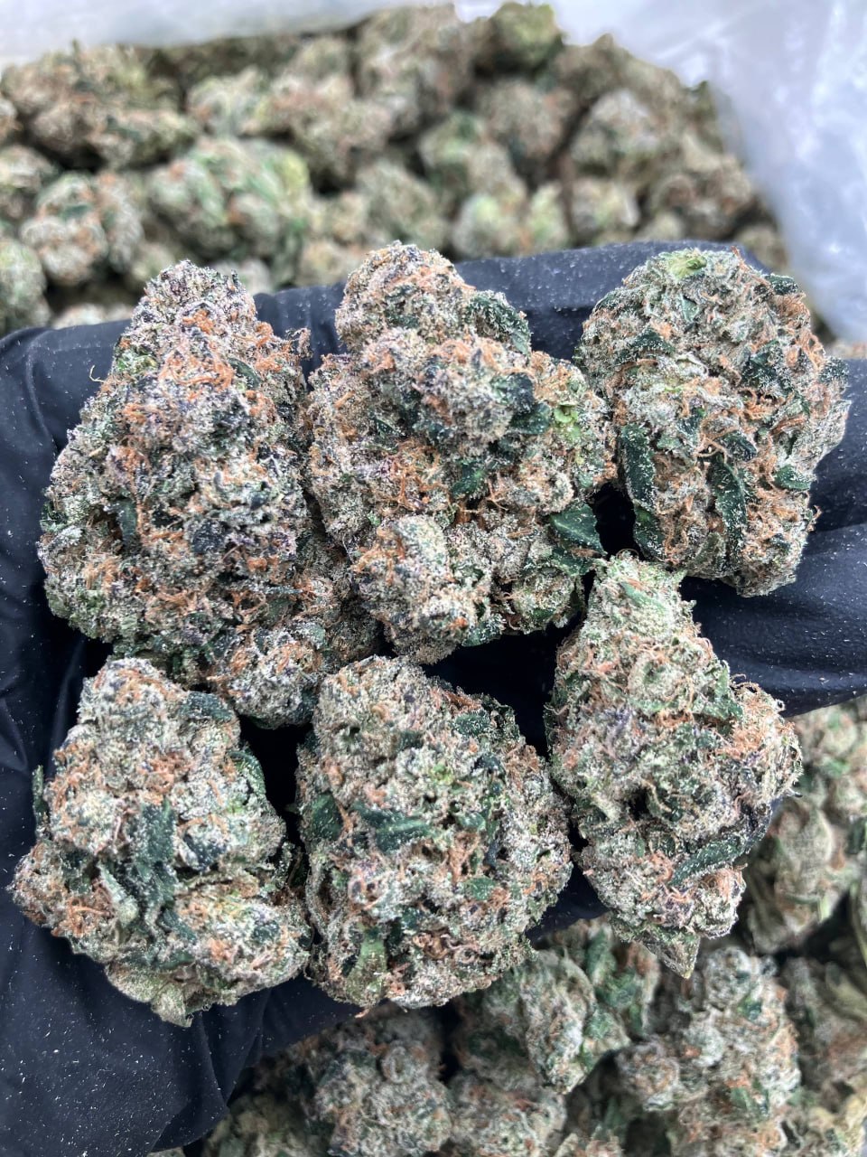 Grape Gushers