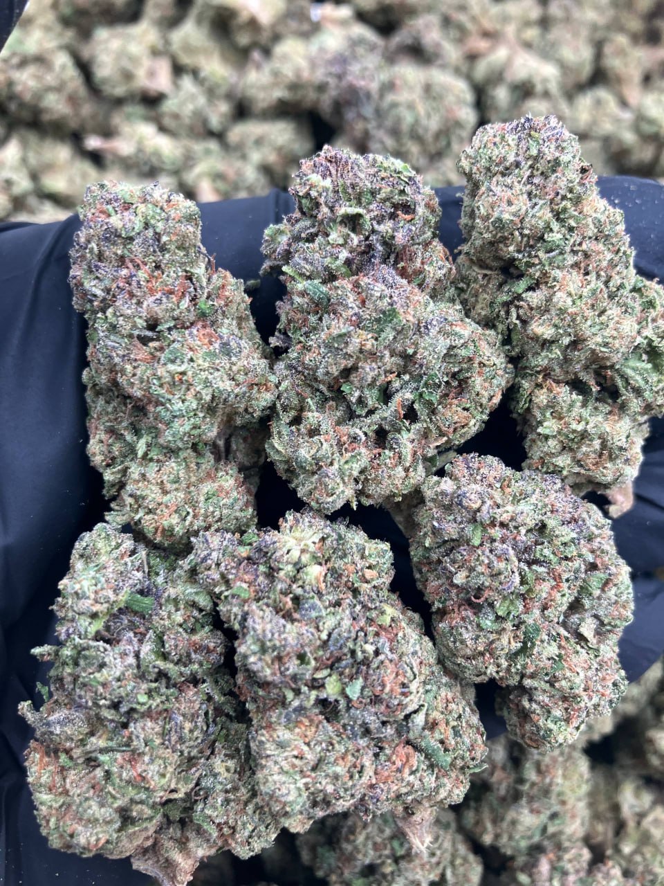 Grape Zkittlez