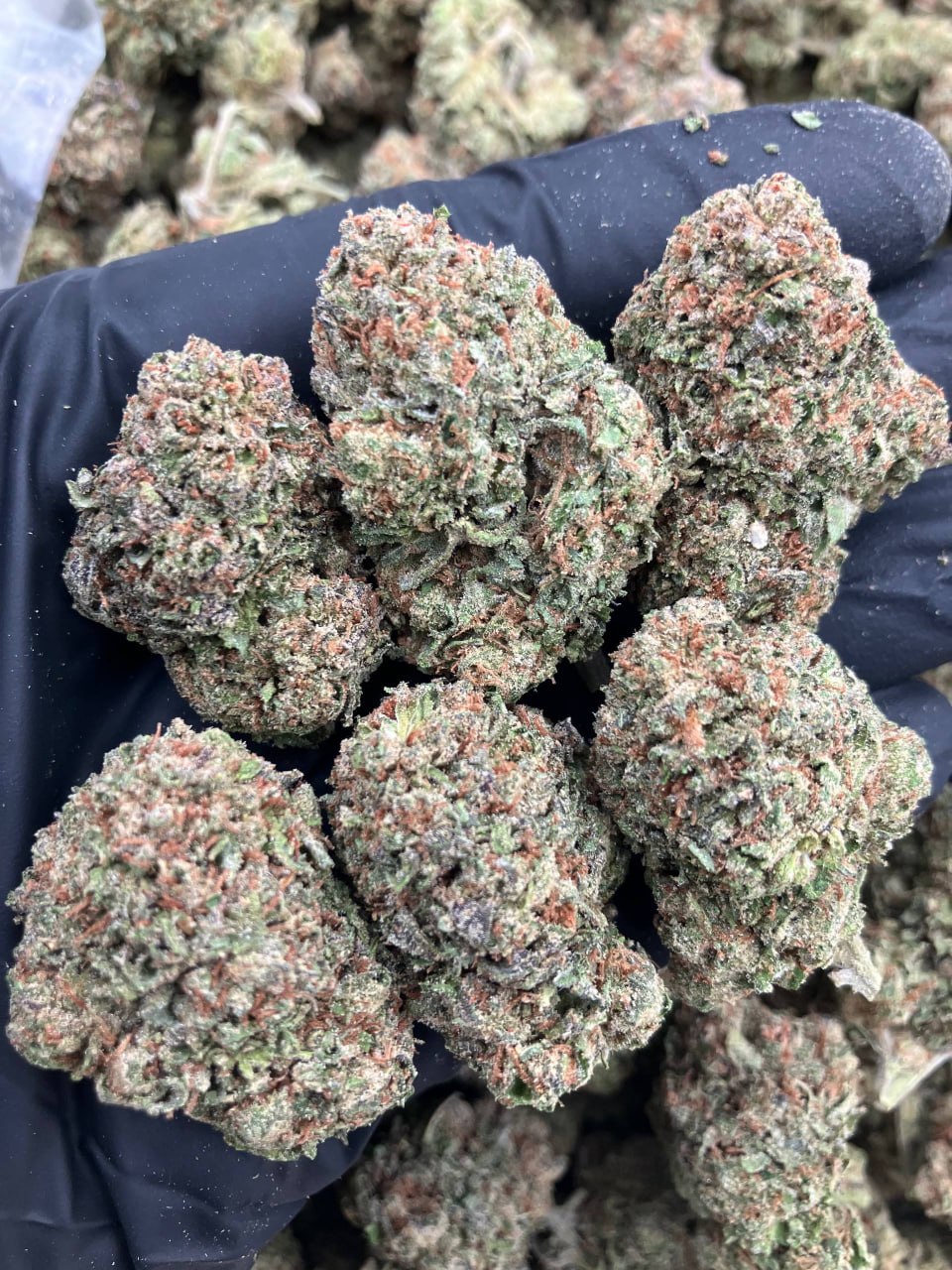 Guava Gelato