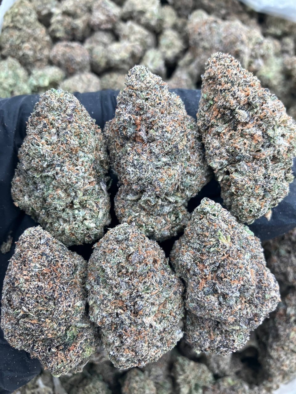 Jedi Gelato