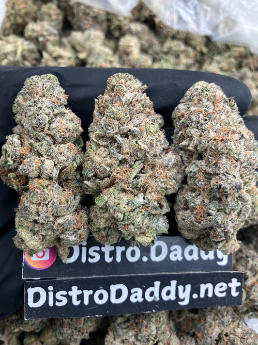 Jungle Cake🌴