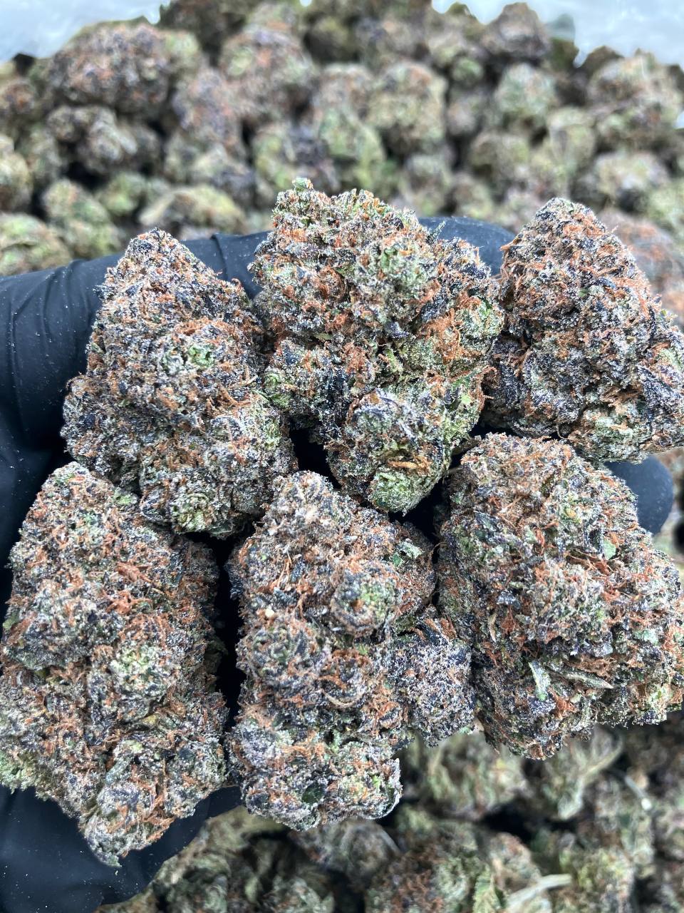 LA Gelato