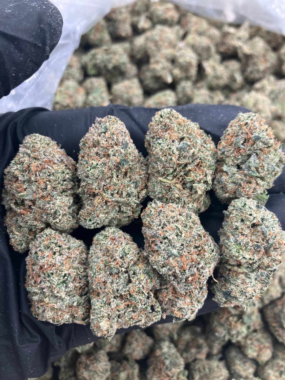 LA Pop Rocks