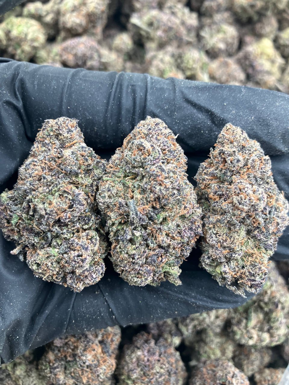 LCG x Candy Slurricane