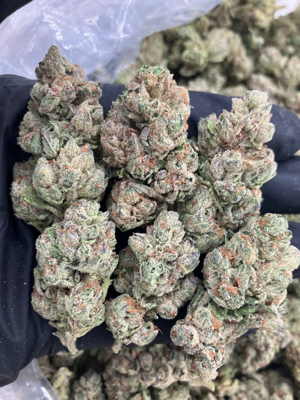 Lemon Cherry Burst