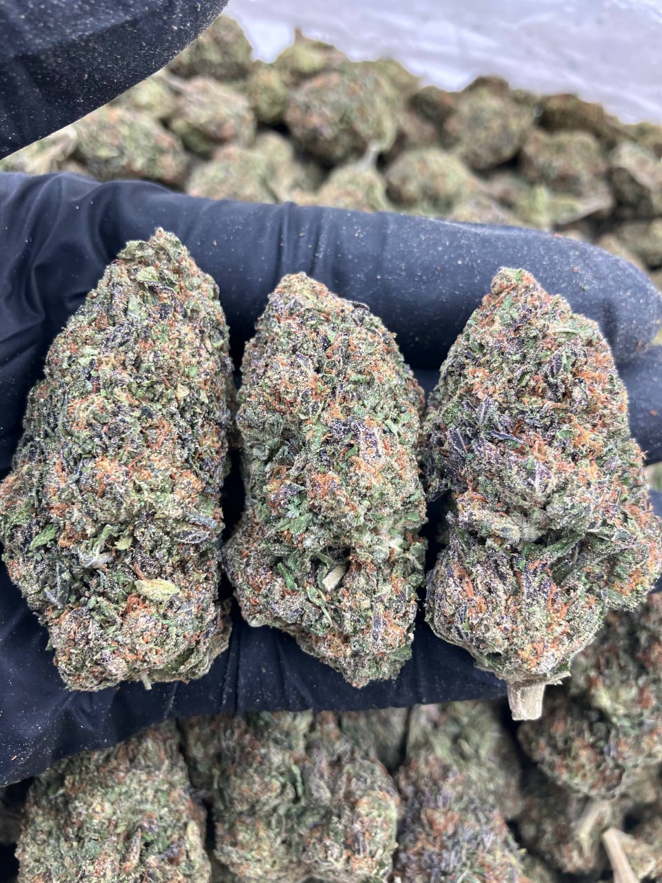 Lemon Cherry Sherb