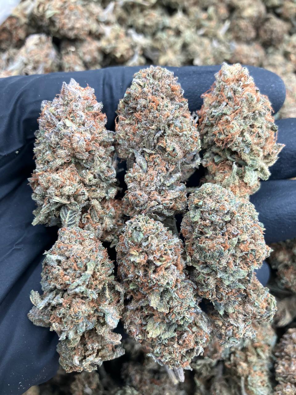 Mangzita Lows ⛽️