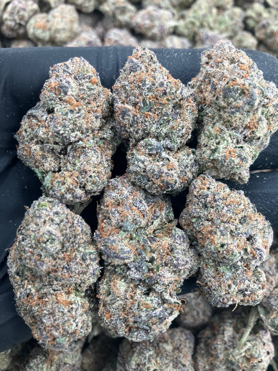 Maybach Runtz ⛽️