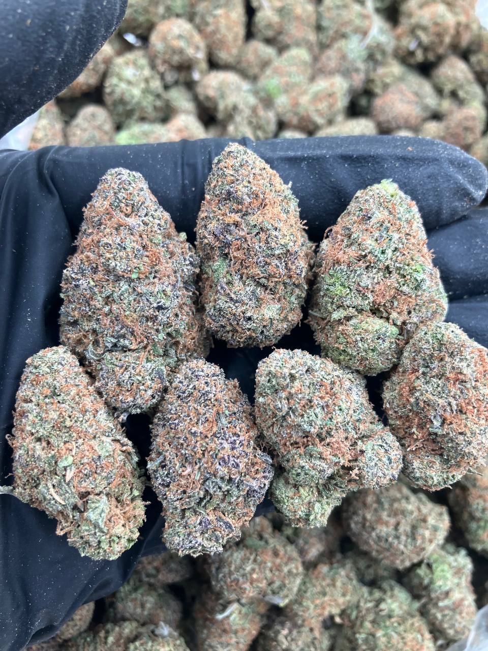 Orange Apricot Gelato