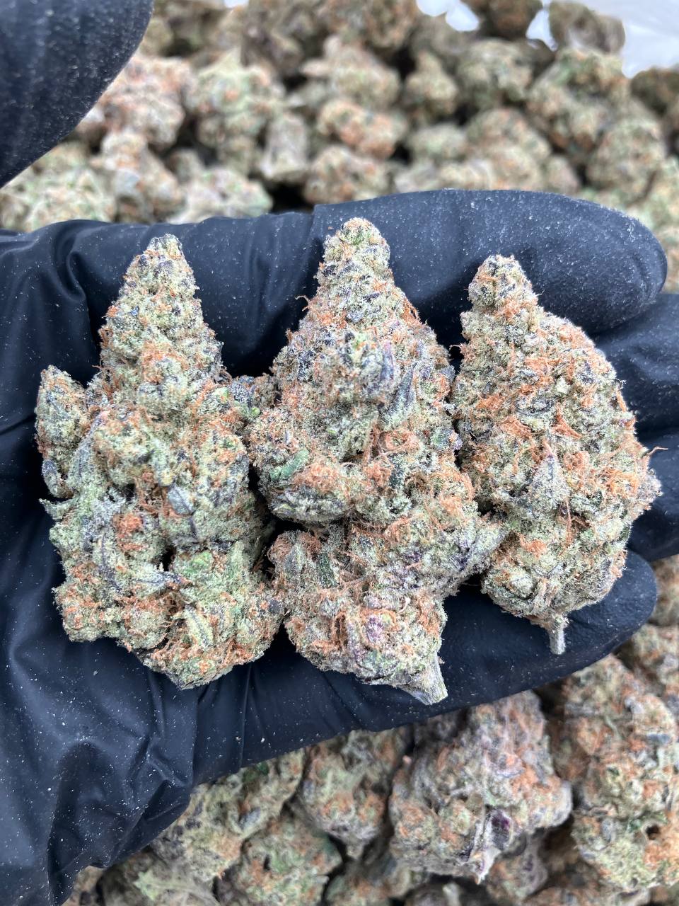 Orange Blossom