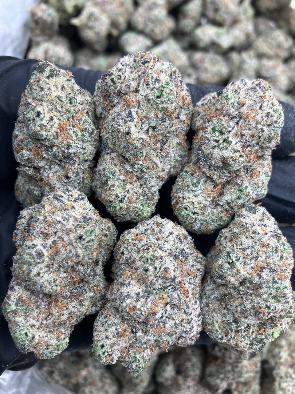 Oreo Frost 🥶 - Reload