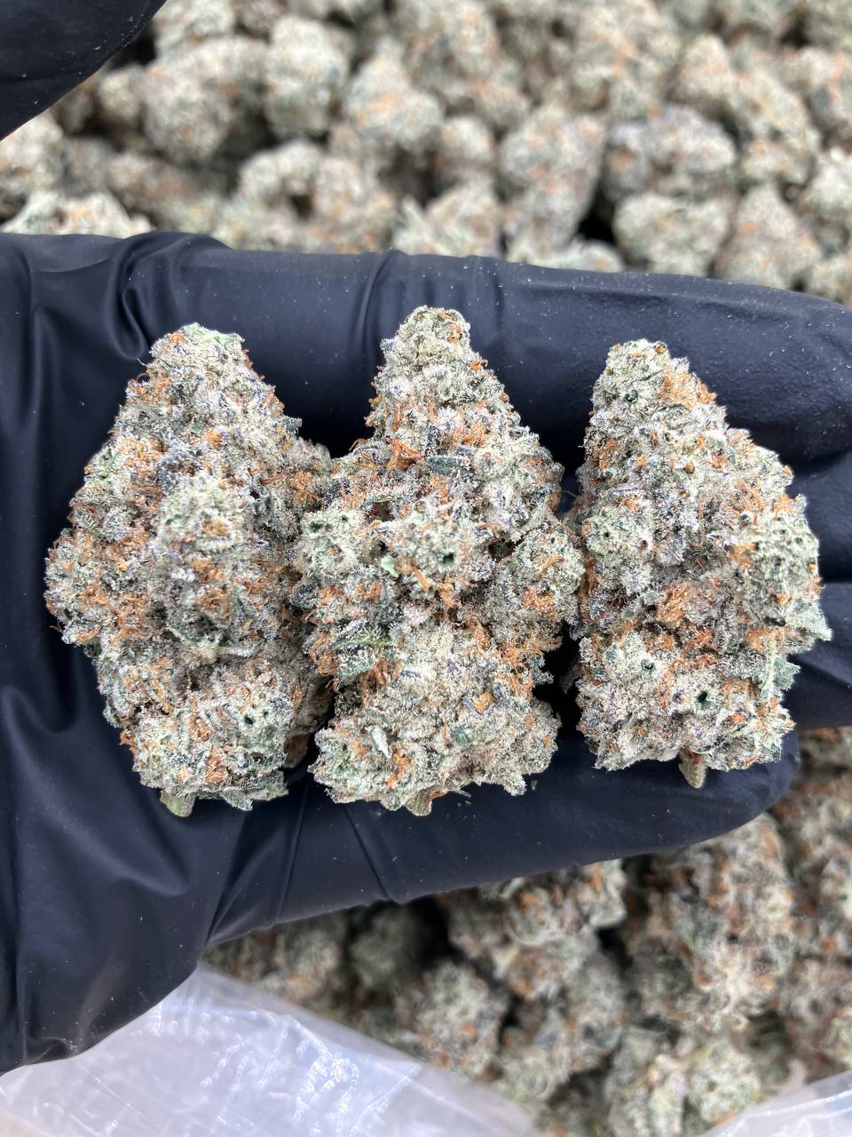 Oreo Frosty
