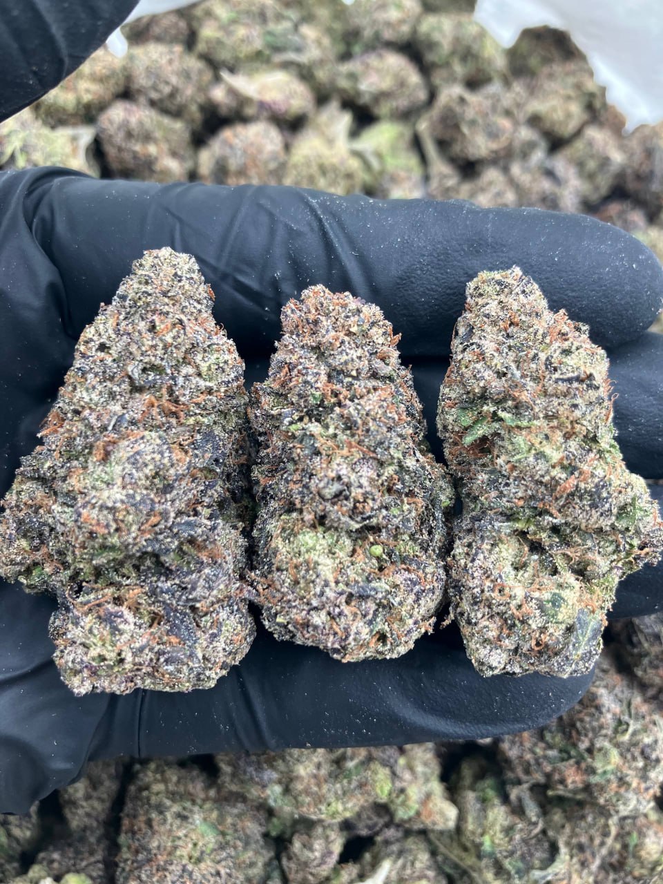 OTF Gelato
