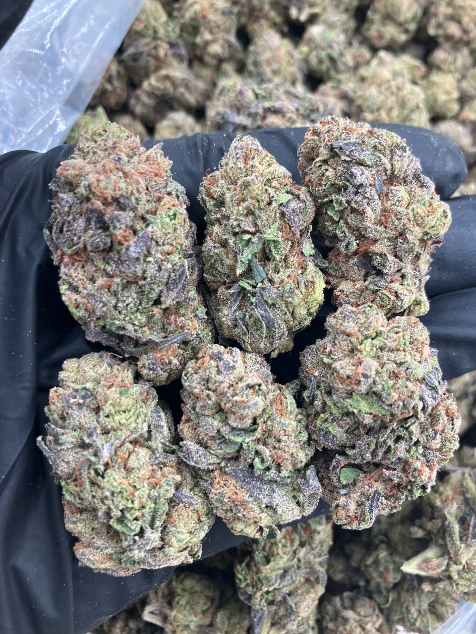 Purple Gumball