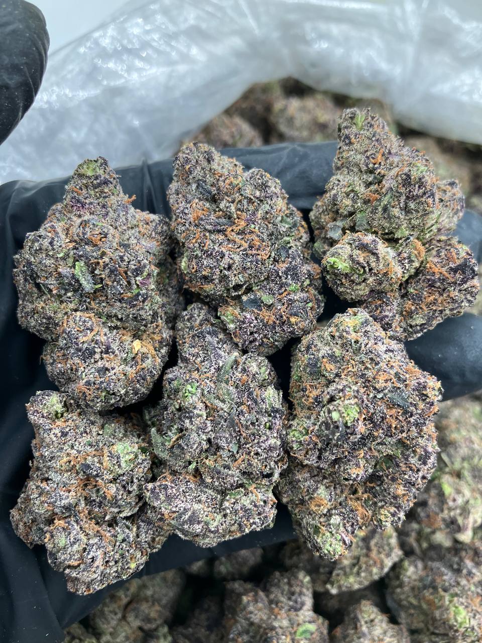 Pink Nerdz x LCG