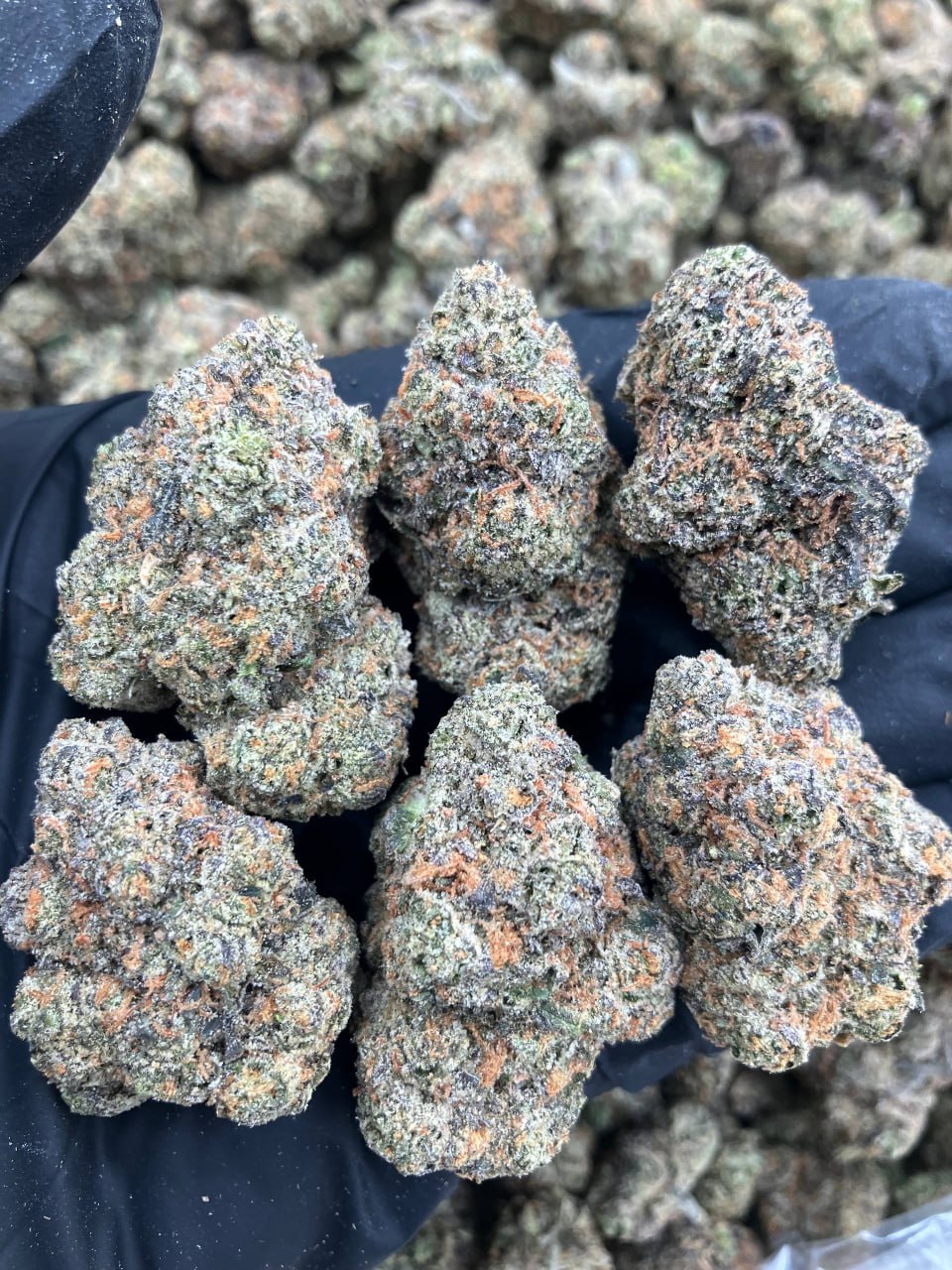 Pink Starburst
