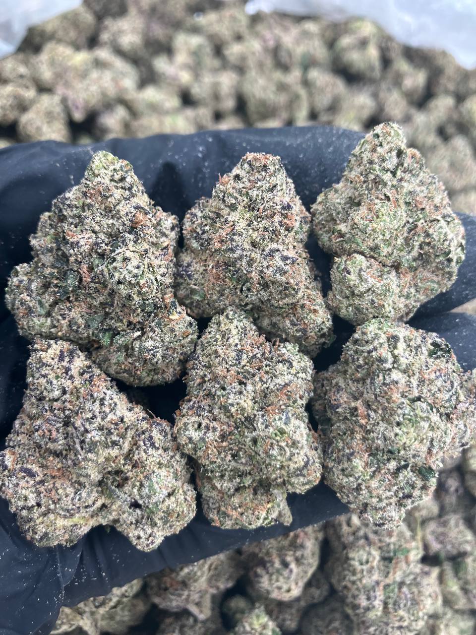 Pop Rockets 🚀