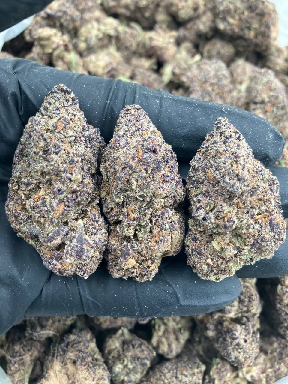 Purple Dragonfruit