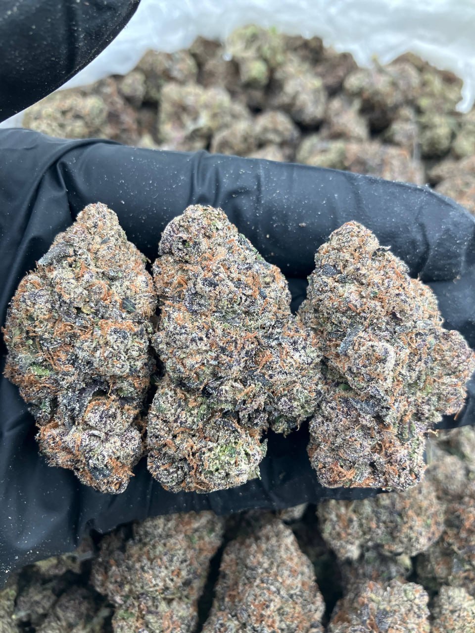 Purple Frostbite
