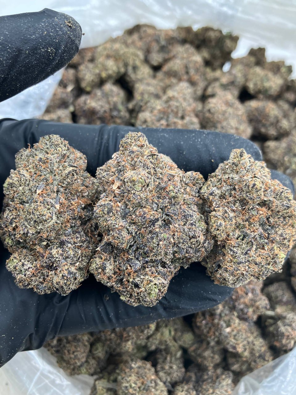 Purple Hi Chew