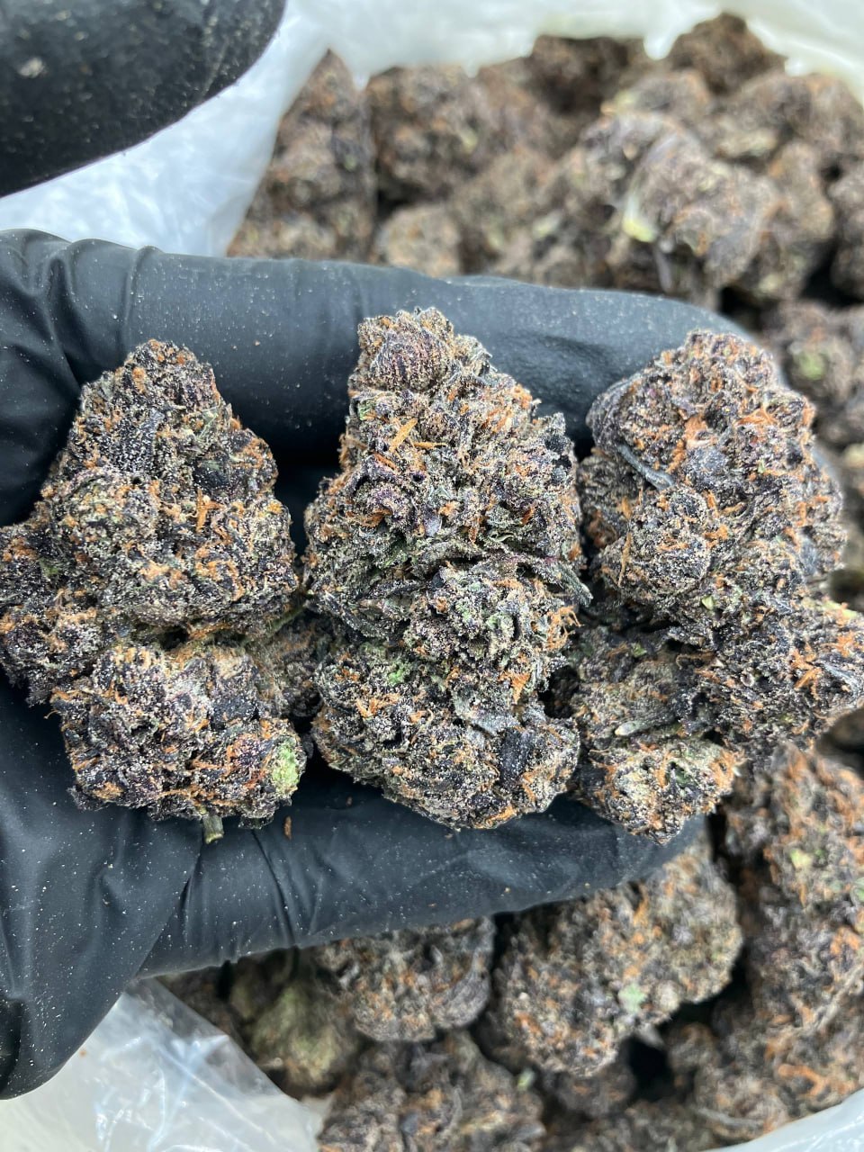 Purple Lemonade