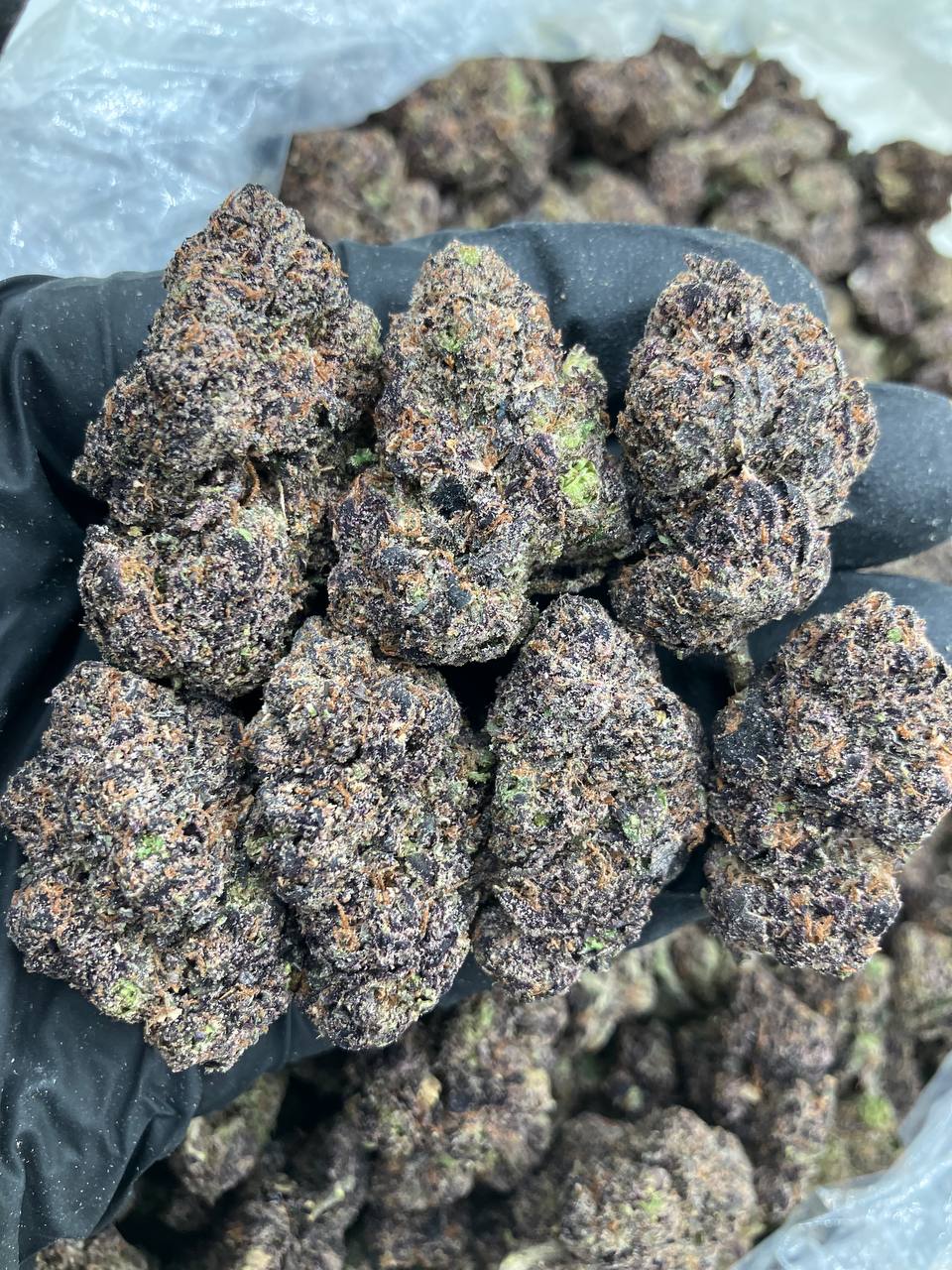 Purple Mamba