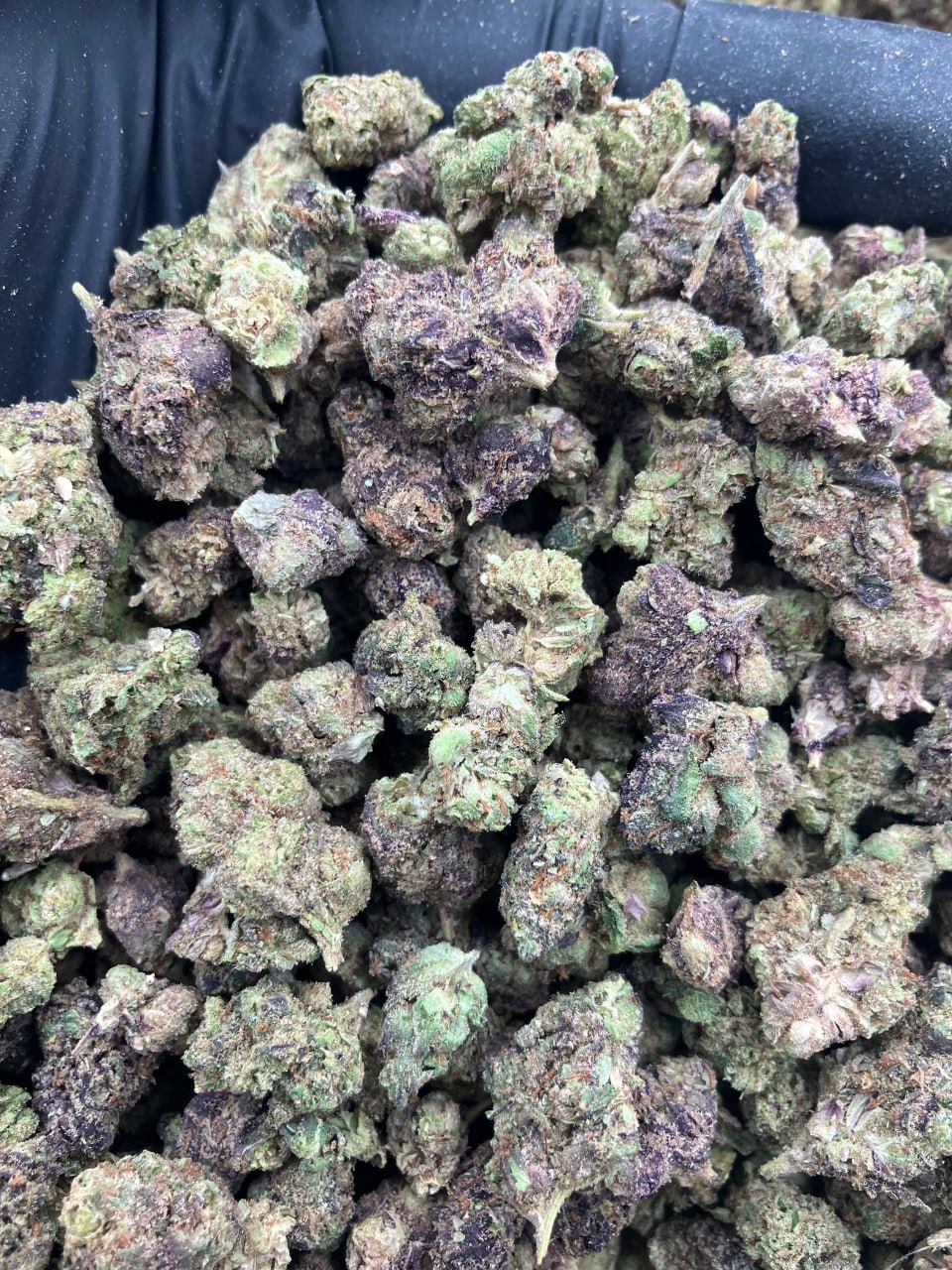Purple Novacane (Smalls)