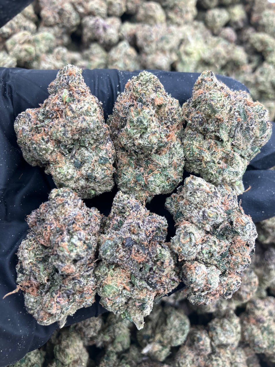 Rainbow Belts x Gelato