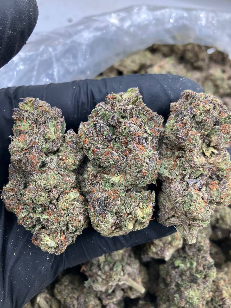 Rainbow Sherbert