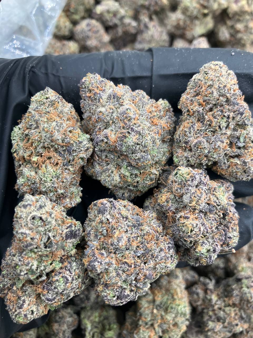 Rose Gold Gelato