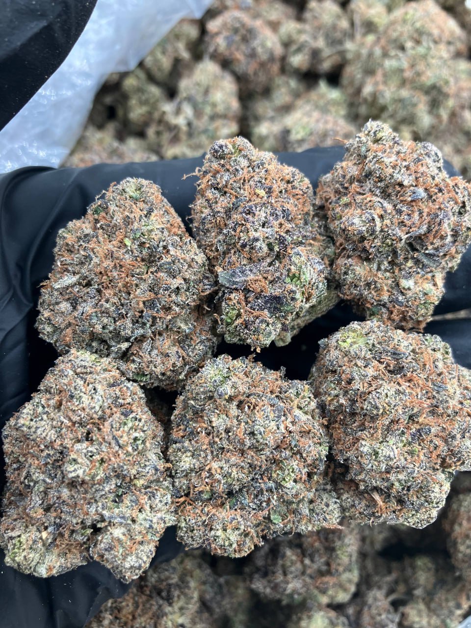 Royal Blueberry Gelato