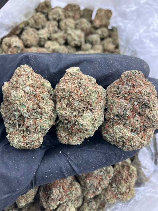 Silver Back Gorilla 🦍