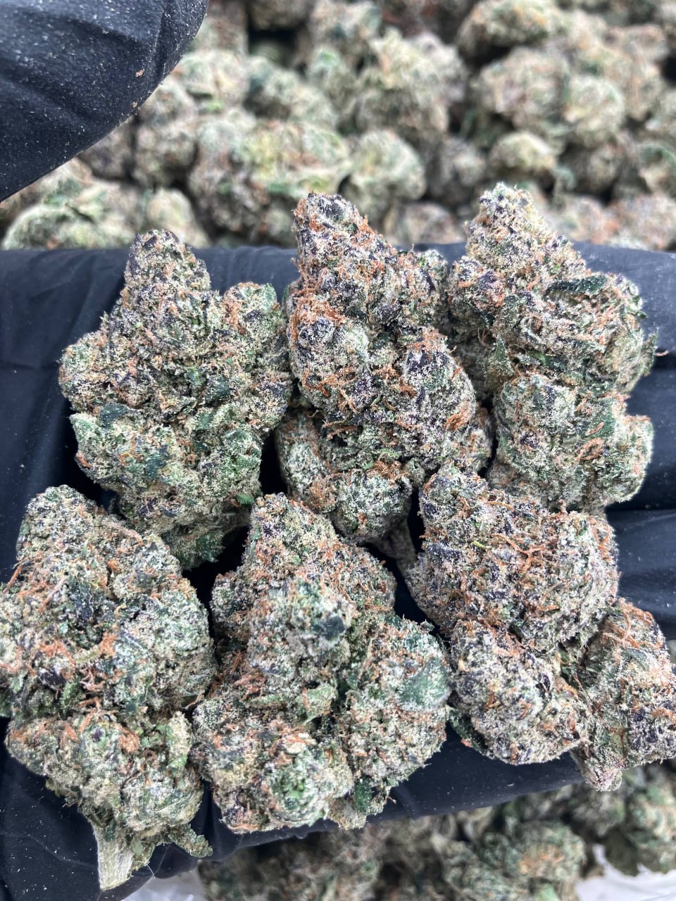Sky Candy Gelato