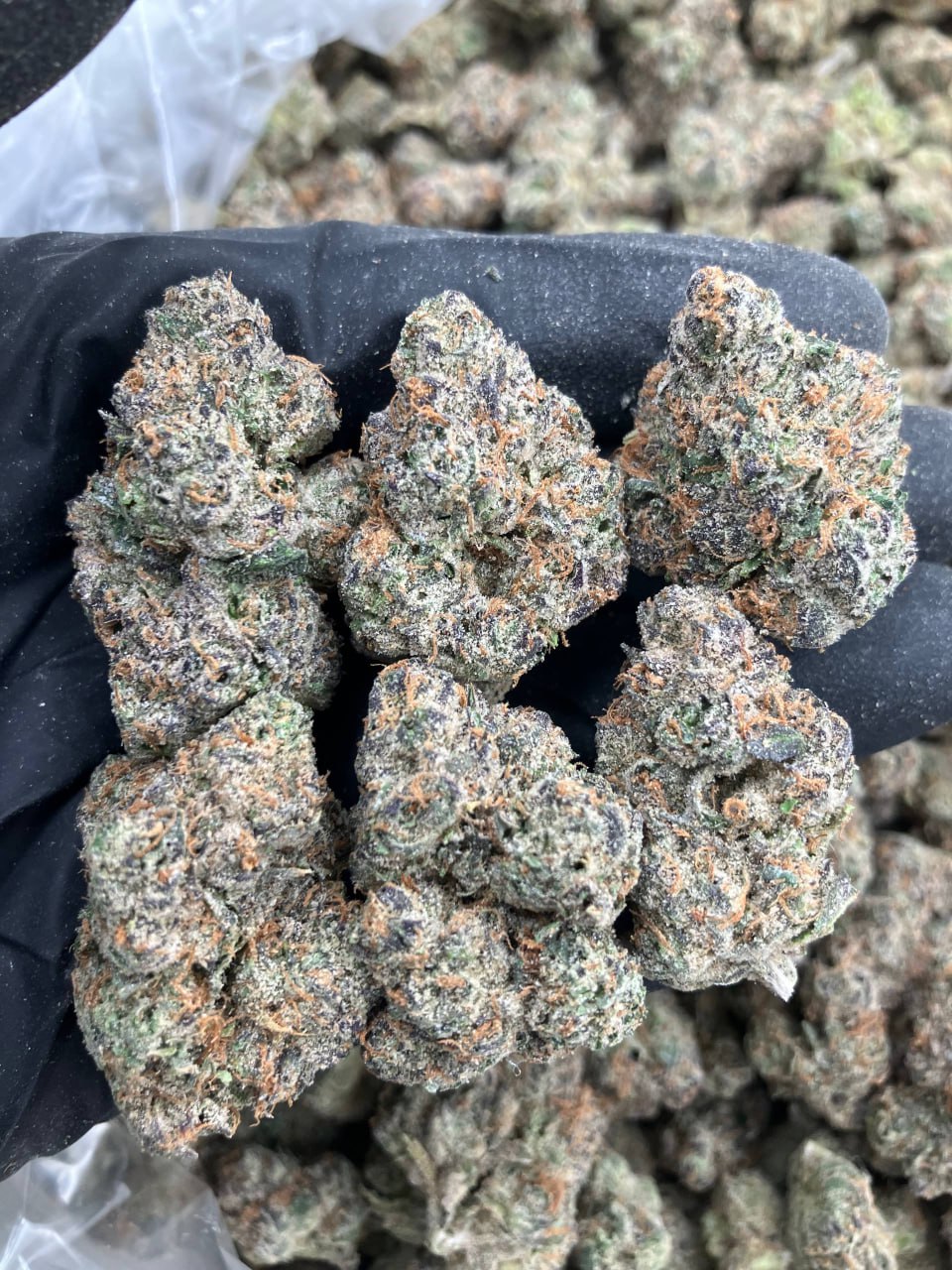 Slurricane x Runtz 🤤