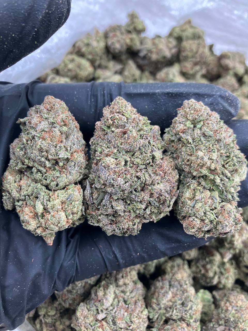 Slurricane Zkittlez